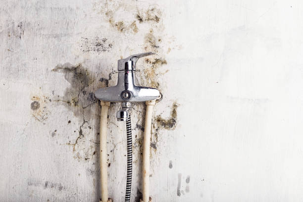 Best Best Mold Removal Companies  in Bally, PA