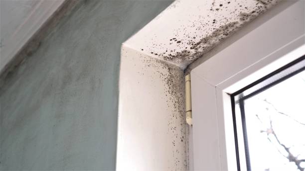 Attic Mold Removal in Bally, PA