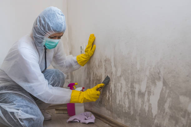Best Mold Testing  in Bally, PA