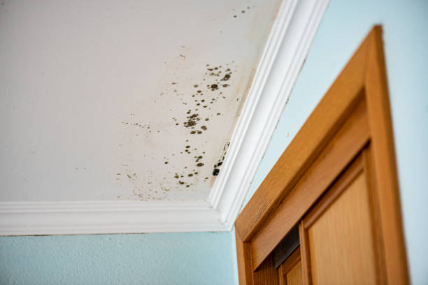 Best Mold Remediation  in Bally, PA