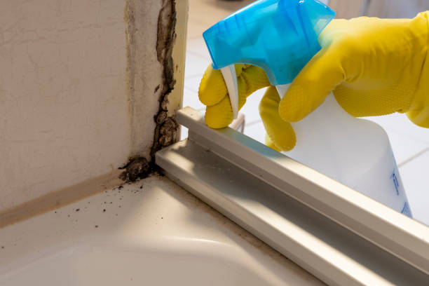Best Commercial Mold Removal  in Bally, PA