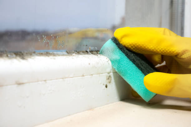 Best Affordable Mold Removal  in Bally, PA