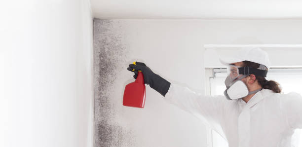Best Mold Damage Repair  in Bally, PA