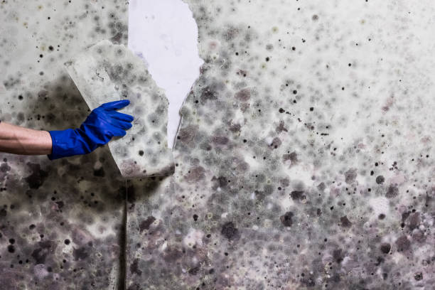 Best Same-Day Mold Removal  in Bally, PA
