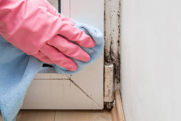 Best Fast Mold Removal  in Bally, PA