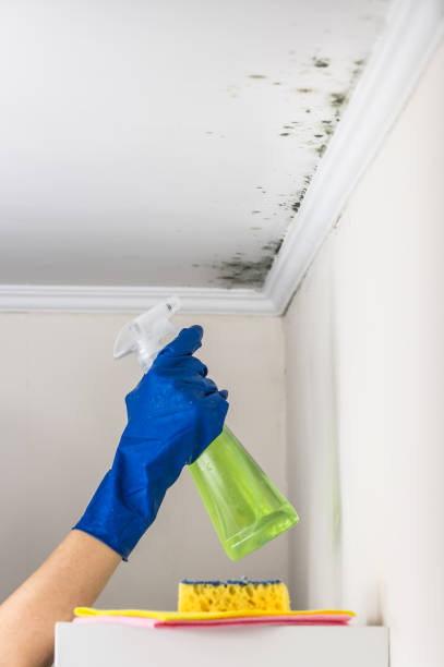 Best Home Mold Removal  in Bally, PA