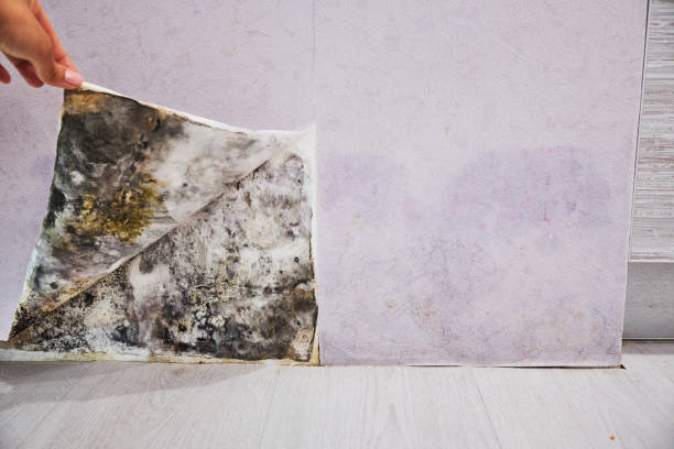 Best Residential Mold Removal  in Bally, PA